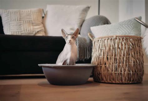 10 Best Low-Dust Cat Litters in 2025 – Reviews & Top Picks - Catster