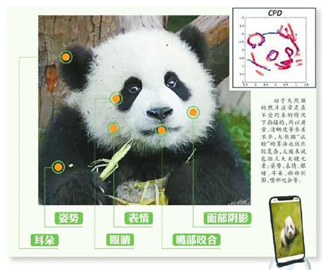 大熊猫个体识别技术迎来进展 熊脸识别未来可期_央广网