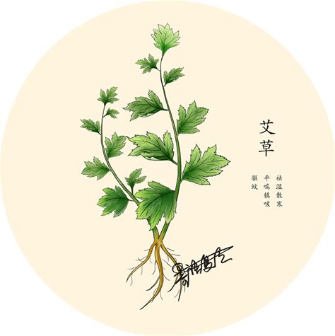 中草药植物|插画|商业插画|半毫米 - 原创作品 - 站酷 (ZCOOL)