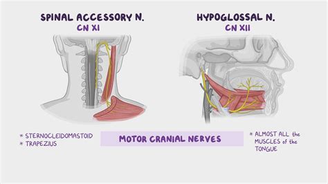 Cranial Accessory Nerve : The Spinal Accessory Nerve – JQMCLV