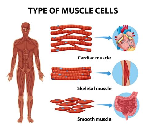Images de Corps muscle – Téléchargement gratuit sur Freepik