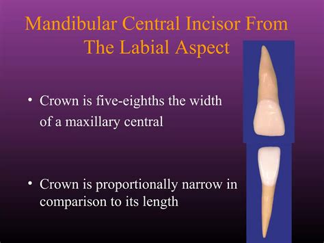 Maxillary Lateral and Mandibular Incisors | PPT