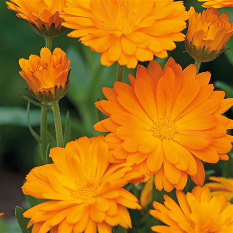 Calendula " Funky Stuff " Exotic 30 Flower Seeds – Floral Treasure