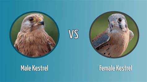 Female Vs Male Kestrel: How To Tell Them Apart