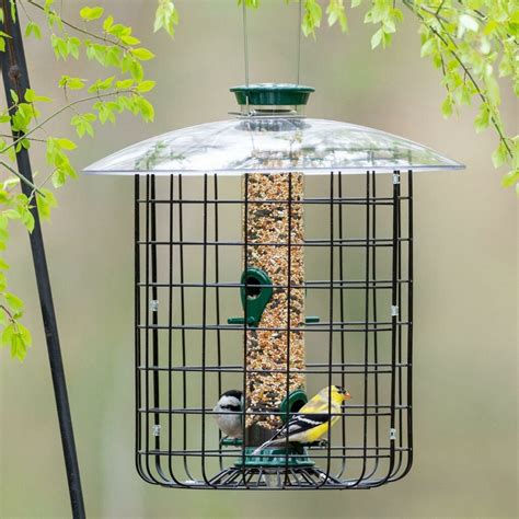 Best Bird Feeder with Squirrel-Proof Features: A Complete Guide - Onelmon