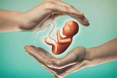 IVF Procedure Explained 的图像结果