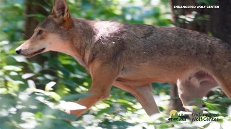 Eureka wolf center takes center stage on national wildlife series | ksdk.com