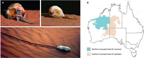 Unearthing the secrets of Australia’s most enigmatic and cryptic mammal ...