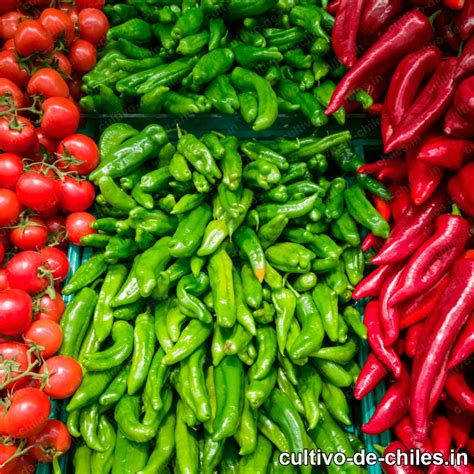 Cultivo de chile en invernadero: Ventajas y Beneficios