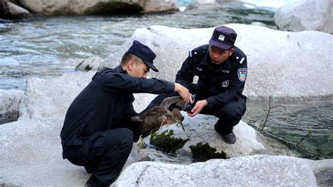 Black-crowned night herons' encounters with police in SW China - CGTN