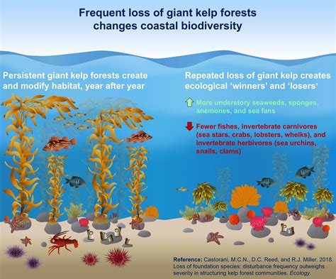 What Ocean Zone Do Kelp Live In at Gayla Wilson blog