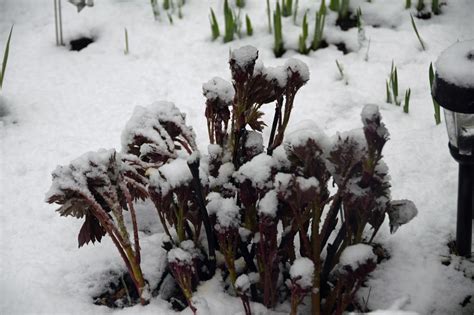Southern Peony: 2018 Late Snow and Freezing Temps on Popped Peonies