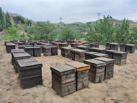 养蜂人正在养蜂场处理蜜蜂和箱高清图片下载-正版图片504173200-摄图网
