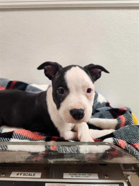 Erie Humane Society Animal Cruelty investigating three abandoned animal ...