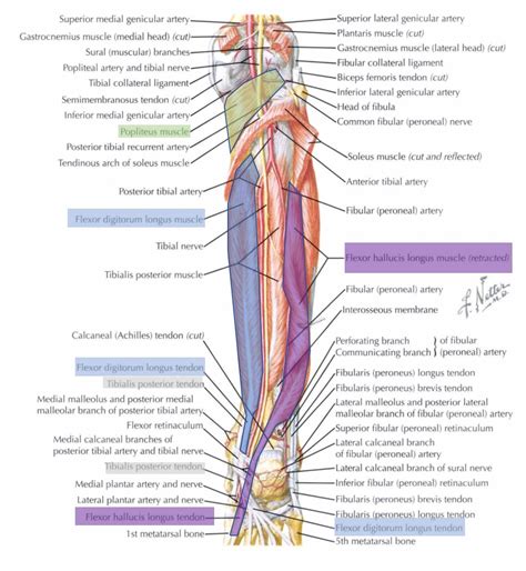 metabo's kuwento: Muscles of Deep posterior compartment of lower leg