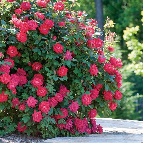 Red Rose Bushes for Sale | Perfect Plants