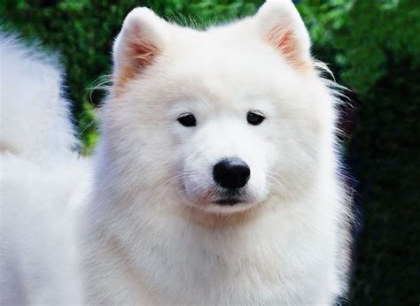 Giant Samoyed Dog