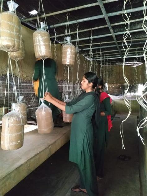 Hanging of Mushroom Beds for Spawn running | Kerala Agricultural University