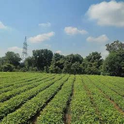 Isha Nursery Cuddalore - Wholesale plant nursery - Valudambattu - Tamil ...