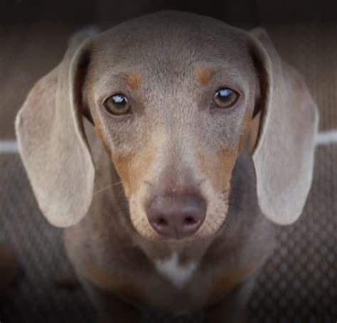 Dachshund Colors — Dachshunds Unlimited