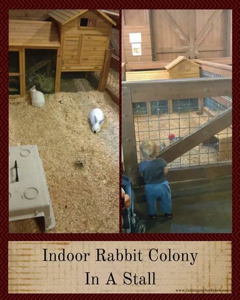 DIY Rabbit Colony 的图像结果
