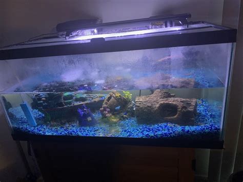 Clean a 30 Gallon fish tank | GigMarket