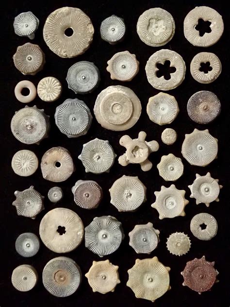 Devonian aged Crinoid stem segments - General Fossil Discussion - The ...