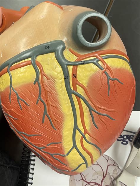 Heart Structure Tutorial 的图像结果