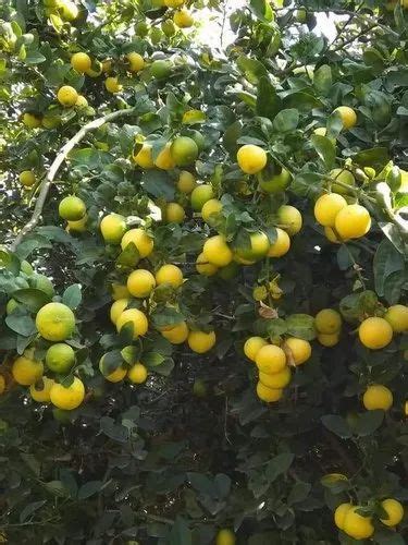 Lemon Plant - Kagzi Lemon Plant Plants Manufacturer from Nagpur