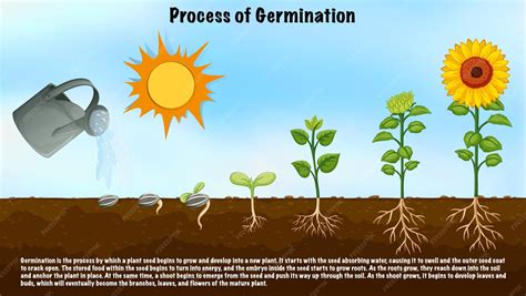 Germination Of Seeds Diagram For Kids