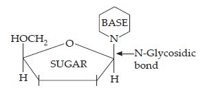NCERT Solutions for Class 12 Chemistry Chapter 14 Biomolecules