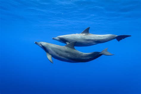 How Do Dolphins Mate