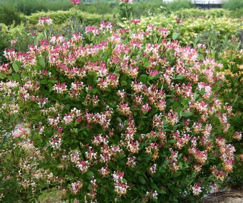 Peaches And Cream Honeysuckle Pruning at Kevin Hall blog