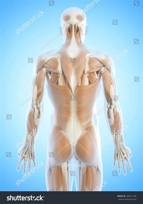 Back 的图像结果