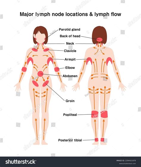Lymph Nodes Back