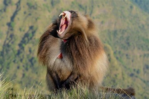 Pagumen Tour and Travel S.C (Addis Ababa) - All You Need to Know BEFORE ...