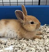 Image result for Baby Rabbit Calls