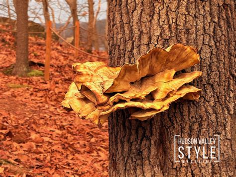 Black Creek Preserve: Where Hudson Valley’s Nature Meets Timeless ...