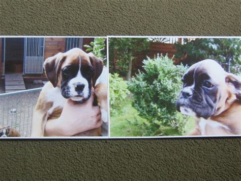 Boxerwelpen von Goldenen Stern in Lützschena | Tiere | Kleinanzeigen