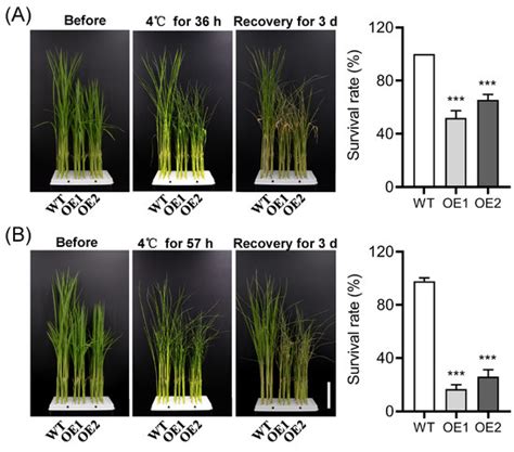 Plants | Special Issue : Abiotic Stress of Crops: Molecular Genetics ...