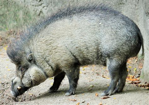 Visayan warty pig – See Animals Wild