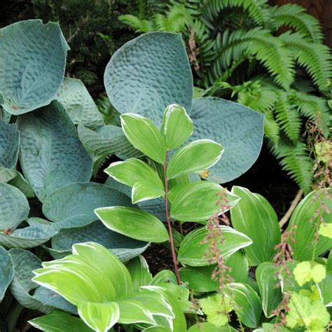 Nature Plant 的图像结果