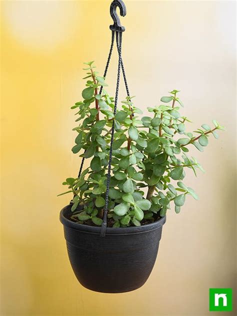 Buy Elephant bush, Portulacaria afra, Jade plant (Hanging Basket ...
