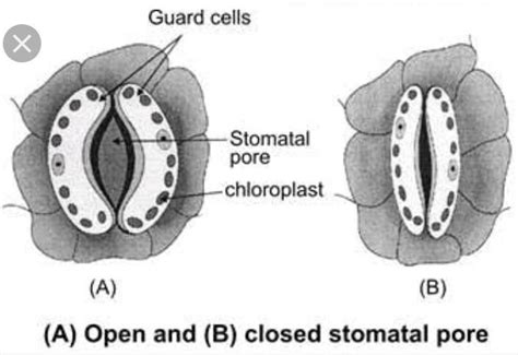 dig. of opening stomata and closing stomata - Brainly.in
