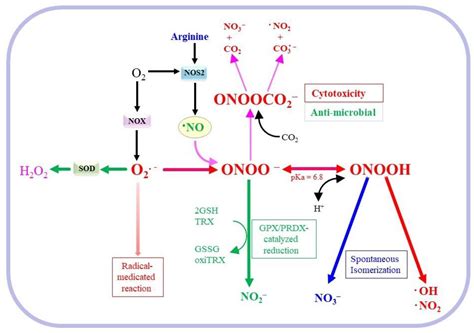 Involvement of Nitric Oxide in Protecting against Radical Species and Autoregulation of M1 ...