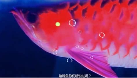 世界最贵的血红龙鱼，1斤200万，打破世界吉尼斯记录，被日本买去
