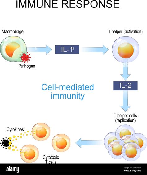 Cell Mediated Response Diagram