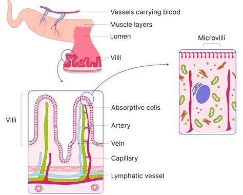 Absorption of glucose and amino acids - AQA A-Level Biology
