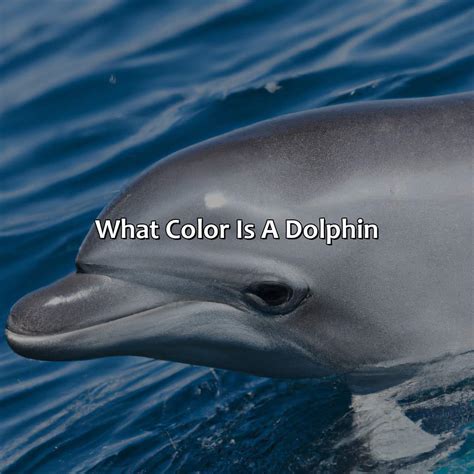 What Color Are Hippos - colorscombo.com