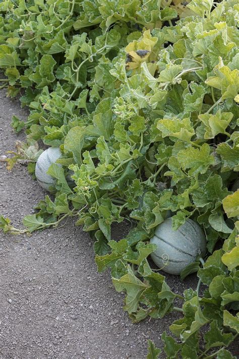 NJ IN LA | Indulging in Excellence: Dinner at Bear at Stanly Ranch, One ...